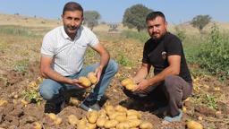 Patatesin tarladaki kilo fiyatı 10, pazar ve marketlerde 40 lira