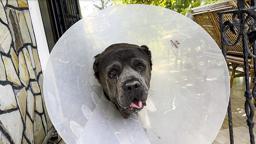 Köpek Şila'nın rahminden, 6 kilo 750 gram enfeksiyonlu kitle çıkarıldı
