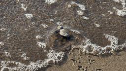 Bodrum'da 62 yavru caretta caretta denizle buluştu