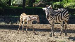 Doğduğu tesadüfen öğrenilen zebra yavrusu 'Jason', ilgi odağı oldu