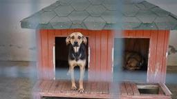 Yangında kurtarılan köpekler yuva bekliyor