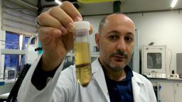 Hayvan yemi olarak kullanılan fındık posası, tüketilebilir protein kaynağına dönüşecek