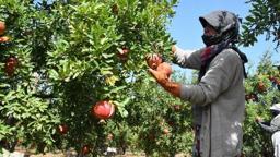 Hicaz narında hasat dönemi başladı