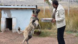 Kangal köpeklerini kışa ‘yüksek protein’ ile hazırlıyorlar
