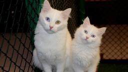 Van Kedi Villası’nda yavru mesaisi bitti, sahiplendirme başladı