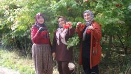 Kayseri'de 'kırmızı altın' gilaburunun hasadı başladı