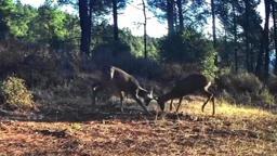 Karacaların boynuz boynuza kavgası fotokapanda