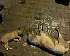 Osmaniye'de sokak köpeklerinin zehirlendiği iddiası