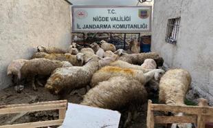 Niğde'de çalınan koyunlar jandarma tarafından bulundu