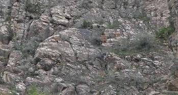Tomara Şelalesi'nde yaban keçisi sürüsü kamerada