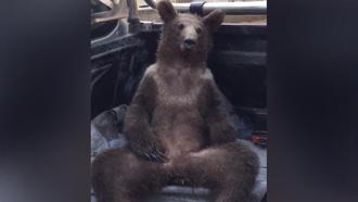 A bear in Duzce blacked out after eating too much honey