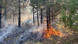 Kütahya’da orman yangını (2)