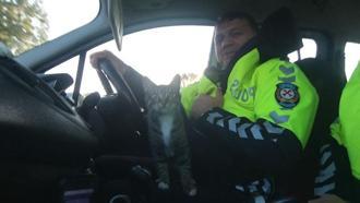 A cat got into the police car to elude dogs chasing it