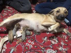 Yavru sincaplara, köpek Zeyna annelik yapıyor