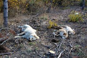 Köyde 5 köpek, 3 kedi ve 11 tavuk zehirlenerek öldürüldü