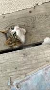 Kömürlüğün çatısında, tahtadaki deliğe sıkışan yavru kediyi itfaiye kurtardı
