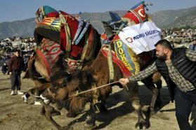 Aydın'da 150 deve güreşti; 10 bin kişi izledi