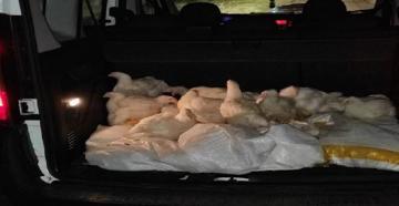 Çiftlikten 100 tavuk çalan 2 şüpheli yakalandı