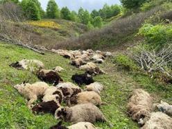 Sürüye ayılar saldırdı, 76 koyun öldü