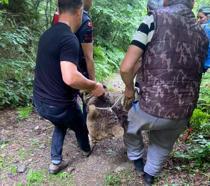 Sakarya'da kapana yakalanan ayı kurtarıldı
