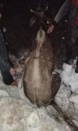 Yaylada kar kütleleri arasında sıkışan inek, 18 saatte kurtarıldı
