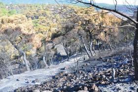 Manisa'daki orman yangınında 2'nci gün; havadan ve karadan müdahale ediliyor (2)