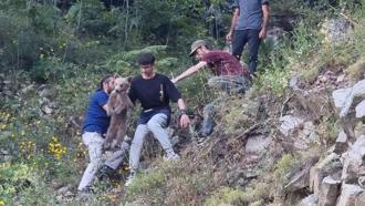 Kayalıklarda mahsur kalan yaralı yavru ayı kurtarıldı