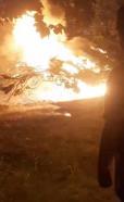 Silivri'de alev alev yanan asırlık çam ağacı paniğe neden oldu