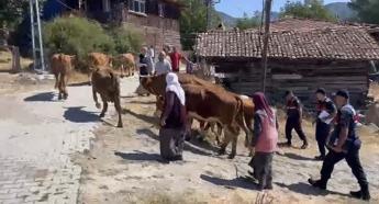 Çankırı'da çoban, 25 büyükbaşı satıp kaçtı