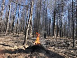 Ormanda biyolojik mücadelede kullanılan kırmızı karıncaların yuvası yangından kurtarıldı