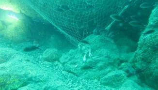 Artvin’de doğal ‘resif alanları'nı balıkçı ağları kaplamış/Ek fotoğraflar