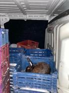 Edirne'de nakil belgesiz taşınan 100 tavşan ele geçirildi