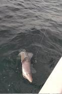 Oltalarına takılan köpek balığını karaya çıkartmadan denize bıraktılar