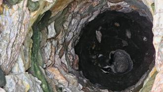 Çanakkale'de 7 metrelik kuyuya düşen porsuk, kurtarıldı