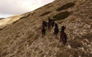 Amasya’da yayladaki yılkı atları dronla görüntülendi