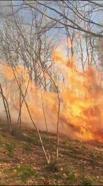 Sakarya'da ormanda yangın