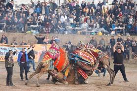 Bergama'da folklorik deve gösterisi festivali düzenlendi
