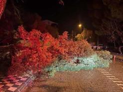 Çanakkale'de fırtına; ağaç devrildi