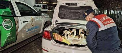 Otomobilde 6 kuğu ele geçirildi, 3 kişiye 170 bin lira ceza kesildi