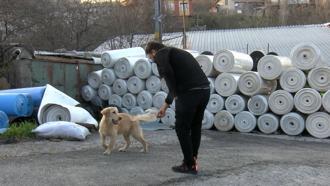 İstanbul- Sultangazi’de yol kenarına atılan köpeğin sahibi aranıyor