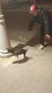 İstanbul  - (Özel) Büyükçekmece'de elektrik kaçağını test etmek için köpeği kullandı