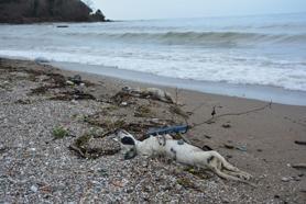 Giresun'da sahilde çok sayıda ölü köpek bulundu