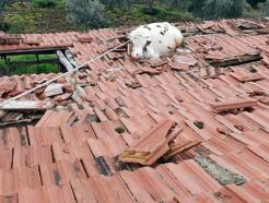 Salihli’de çatıda mahsur kalan ineği itfaiye kurtardı