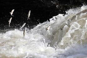 İnci kefali göçünün en çok izlendiği Deliçay'daki su seviyesi yükseldi