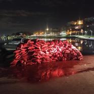 İstanbul- Kaçak yollarla avlanan midyeler denize bırakıldı