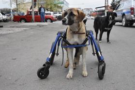 Omurgası kırılan köpeğine 4 tekerlekli yürüteç yaptı