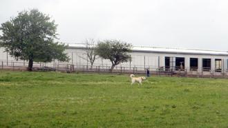 Çiftlikteki 3 çoban köpeği, zehirlenerek öldürüldü