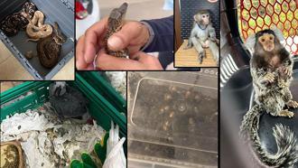 İstanbul'da hayvan kaçakçılığı operasyonu: 36 kişi gözaltına alındı