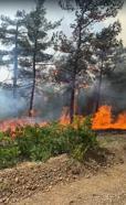 Bursa’da orman yangını; karadan ve havadan müdahale ediliyor (3)