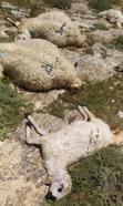 Sivas'ta yıldırım düştü; sürüdeki 38 koyun öldü